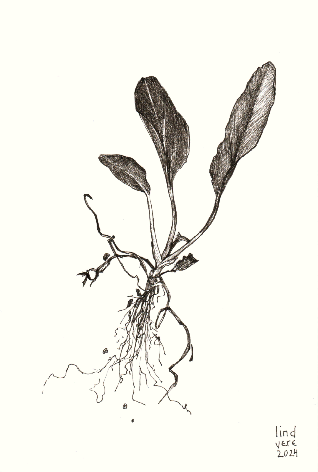 Weeds